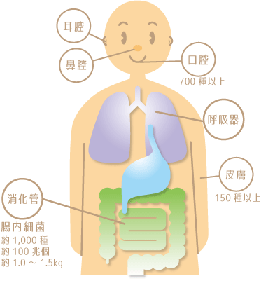 ヒトのマイクロバイオーム