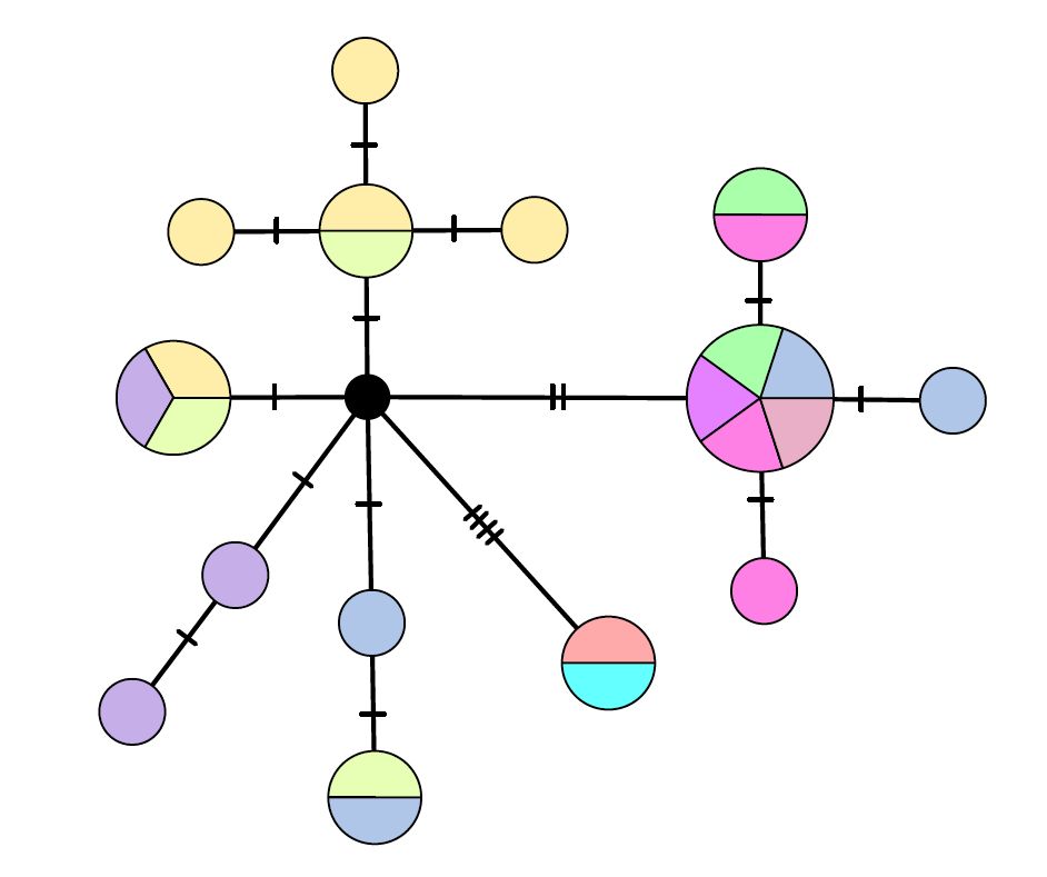 ハプロタイプネットワーク図