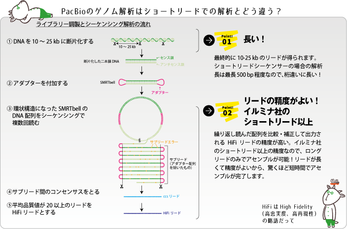 PacBioゲノム解析ショートリードと違う