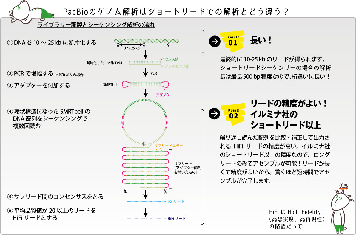 HiFiリードの説明