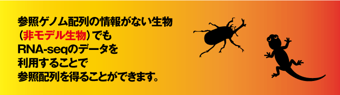 参照ゲノム配列の情報がない生物（非モデル生物）でもRNA-seqのデータを利用することで参照配列を得ることができます。