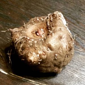 konnyakuimo