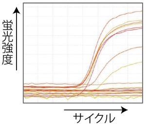 蛍光強度グラフ