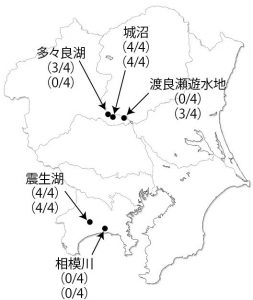 解析例