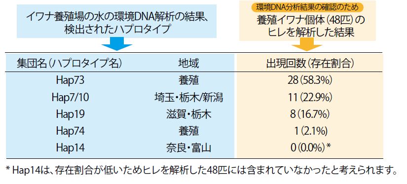 ハプロタイプ
