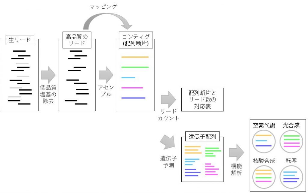 メタトランスクリプトーム解析