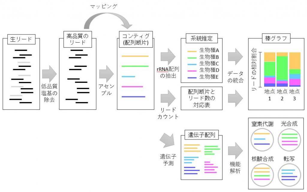 ショットガンメタゲノム解析データ解析